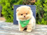 Pomeranian Boo Çocuklarımız