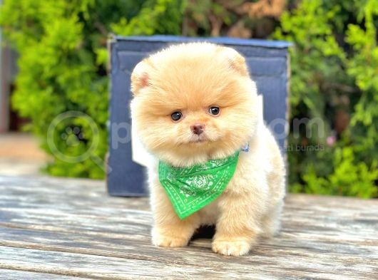 Pomeranian Boo Çocuklarımız