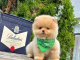 Pomeranian Boo Çocuklarımız
