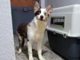 Egzotik Red Merle Border Collie