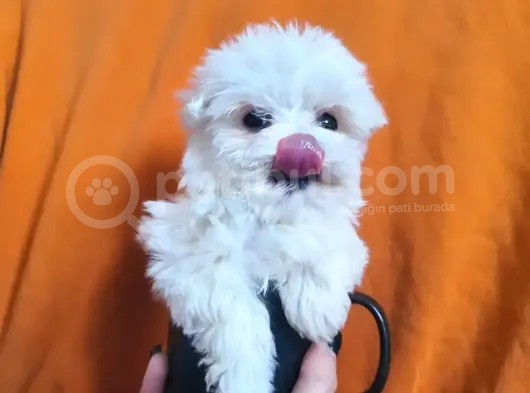 0 Numara Maltese Terrier Çocuklarımız görsel