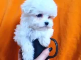 0 Numara Maltese Terrier Çocuklarımız