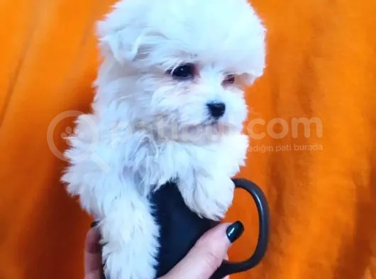 0 Numara Maltese Terrier Çocuklarımız görsel