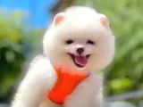 Pomeranian Boo Çocuklarımız