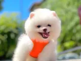 Pomeranian Boo Çocuklarımız