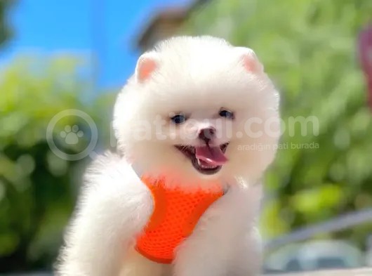 Pomeranian Boo Çocuklarımız
