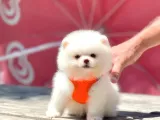 Pomeranian Boo Çocuklarımız