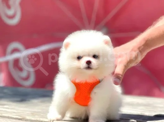 Pomeranian Boo Çocuklarımız görsel