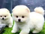 A Class Iki Adet Erkek Pomeranian Boo Yavrularımız