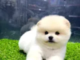 A Class Iki Adet Erkek Pomeranian Boo Yavrularımız