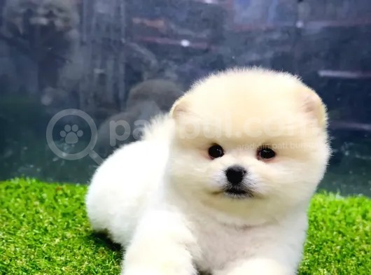 A Class Iki Adet Erkek Pomeranian Boo Yavrularımız görsel