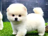 A Class Iki Adet Erkek Pomeranian Boo Yavrularımız