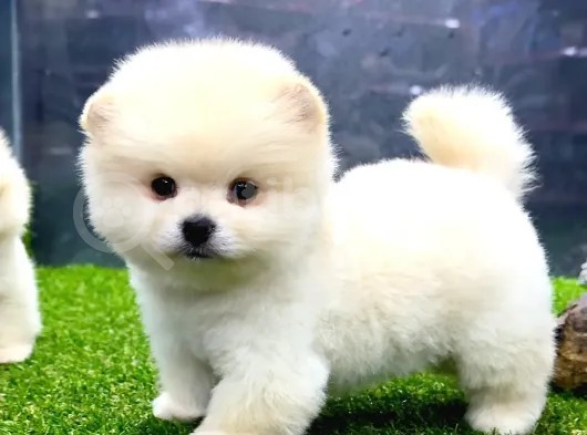 A Class Iki Adet Erkek Pomeranian Boo Yavrularımız görsel