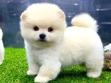 A Class Iki Adet Erkek Pomeranian Boo Yavrularımız