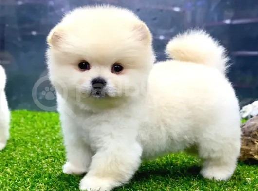 A Class Iki Adet Erkek Pomeranian Boo Yavrularımız