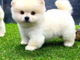 Erkek Dişi Show Kalite Pomeranian Yavrusu