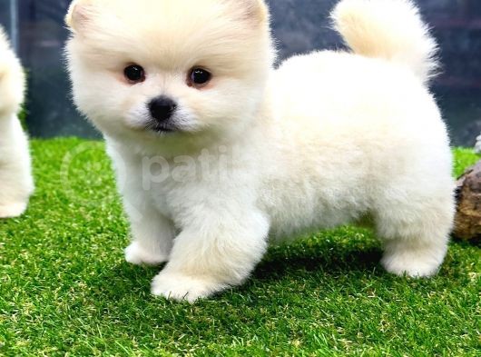 Erkek Dişi Show Kalite Pomeranian Yavrusu