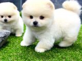 Erkek Dişi Show Kalite Pomeranian Yavrusu