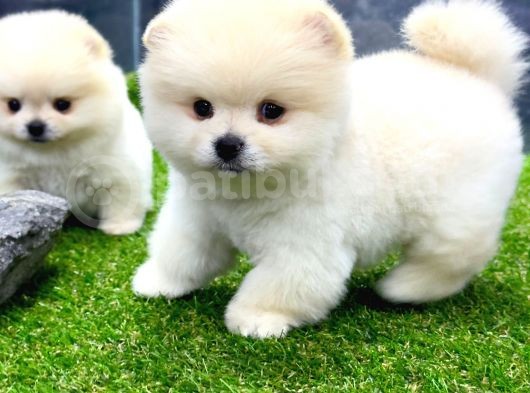 Erkek Dişi Show Kalite Pomeranian Yavrusu görsel