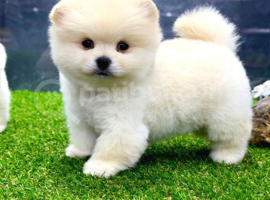 Erkek Dişi Show Kalite Pomeranian Yavrusu görsel