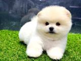 Erkek Dişi Show Kalite Pomeranian Yavrusu