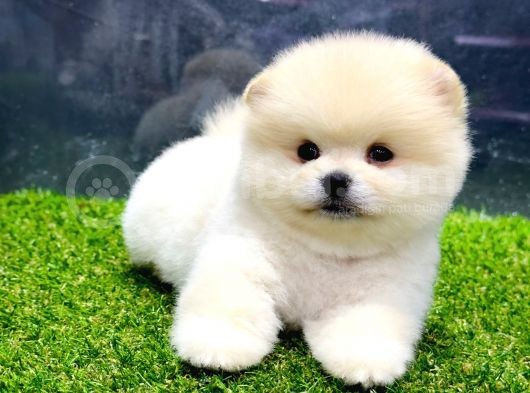 Erkek Dişi Show Kalite Pomeranian Yavrusu görsel