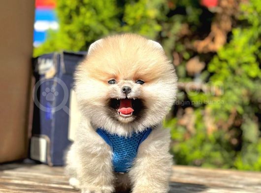 Teddy Face Safkan Pomeranian Boo Yavrularımız