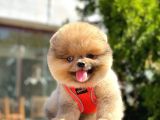 Show Kali̇te Pomerani̇an Boo Yavrular