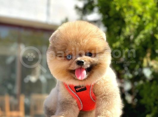 Show Kali̇te Pomerani̇an Boo Yavrular görsel