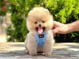 Erkek Dişi Pomeranian Boo Yavrular Teddy Face