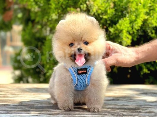 Erkek Dişi Pomeranian Boo Yavrular Teddy Face görsel