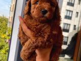 Karamelll.toypoodle ‘In Bebekleriiii