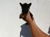 Üst Kali̇te Di̇şi̇ Yavrular