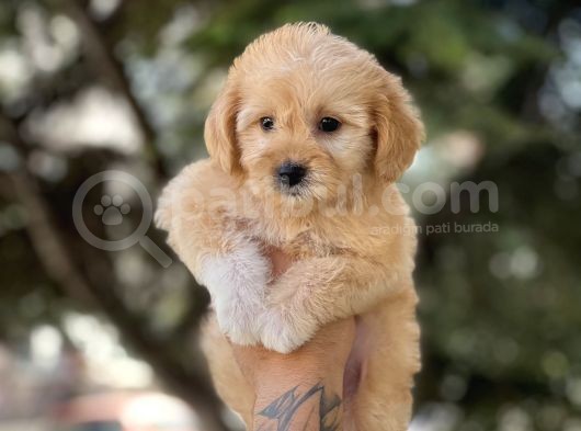 Bebek Surat Malti̇poo Bebekler görsel