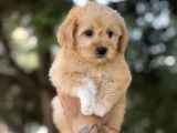 Bebek Surat Malti̇poo Bebekler