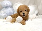 Mi̇ni̇ Toy Poodle Bebekler