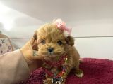 Muhtesem Tatli Maltipoo Bebekler