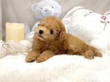 Mi̇ni̇ Toy Poodle Bebekler