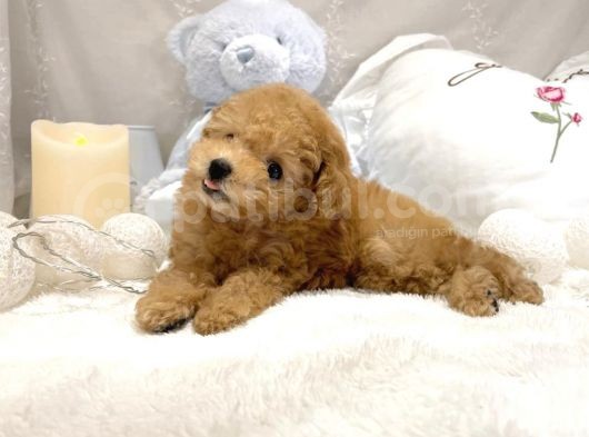 Mi̇ni̇ Toy Poodle Bebekler görsel