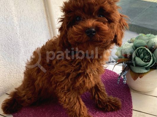 Irk Garantili Poodle Yavrularımız görsel