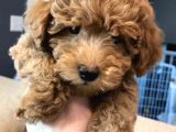 Anti̇ Alerji̇k Ve Kokusuz Safkan Toy Poodle Yavrular
