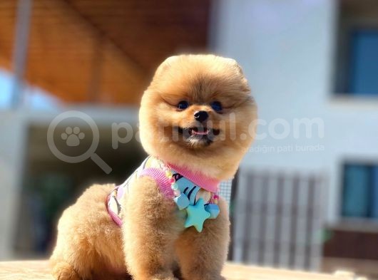 Pomeranian Boo Teddy Face Erkek Yavrumuz