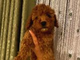 Irk Garantili Poodle Yavrularımız