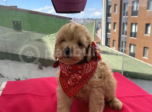 Karamelll.toypoodle ‘In Bebekleriiii görsel