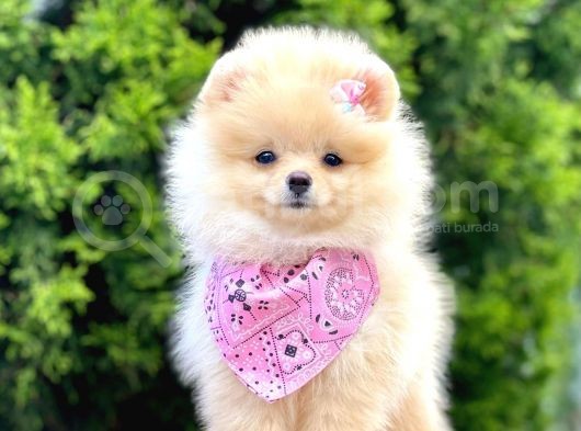 Teddy Face Pomeranian Boo Bebekler görsel