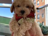 Karamelll.toypoodle ‘In Bebekleriiii