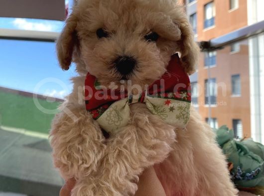 Karamelll.toypoodle ‘In Bebekleriiii görsel