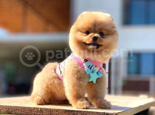 Pomeranian Boo Teddy Face Erkek Yavrumuz görsel
