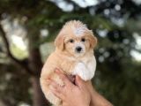 Bebek Surat Malti̇poo Bebekler