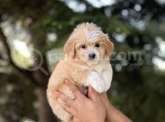 Bebek Surat Malti̇poo Bebekler görsel